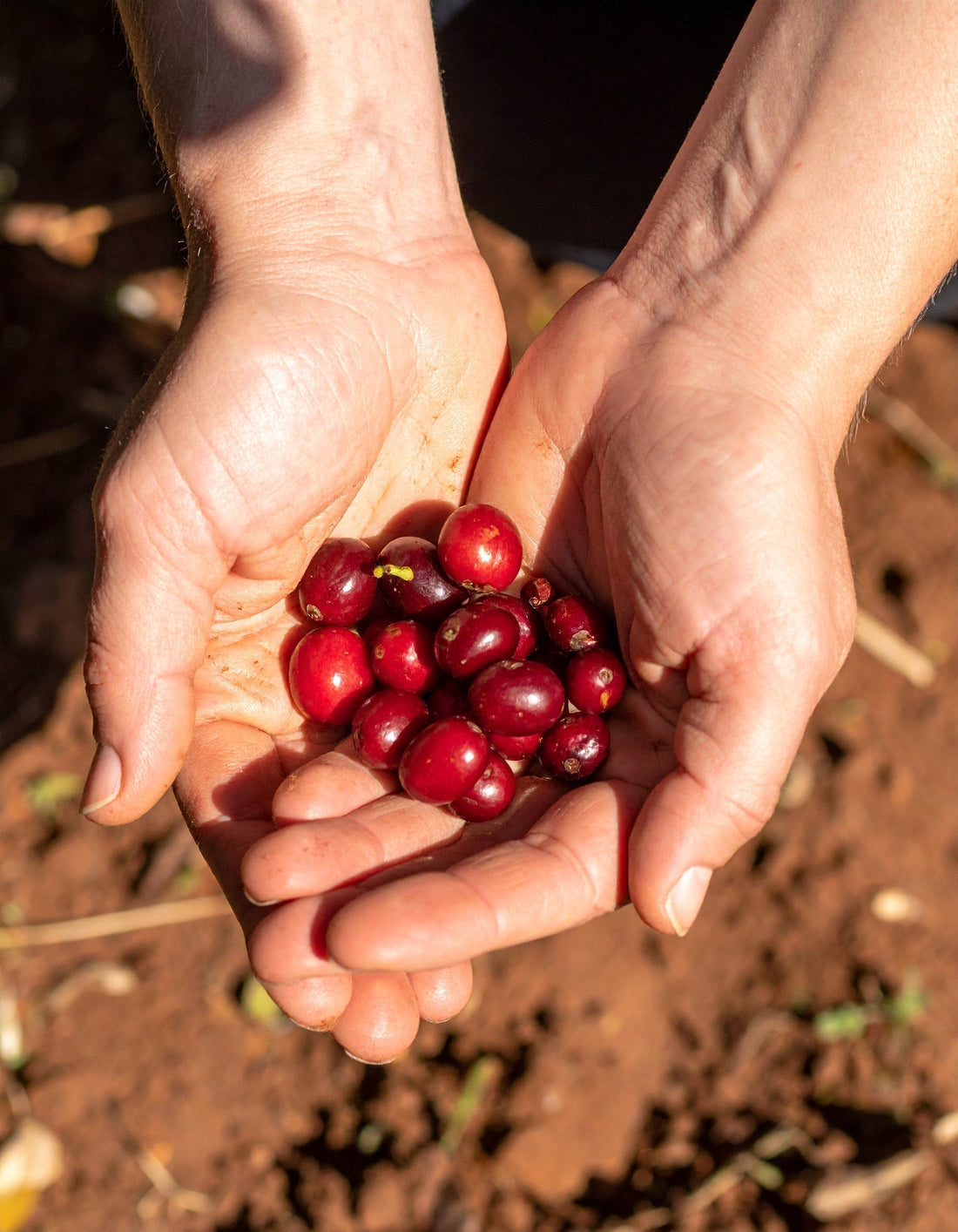What "Single Origin" Really Means
