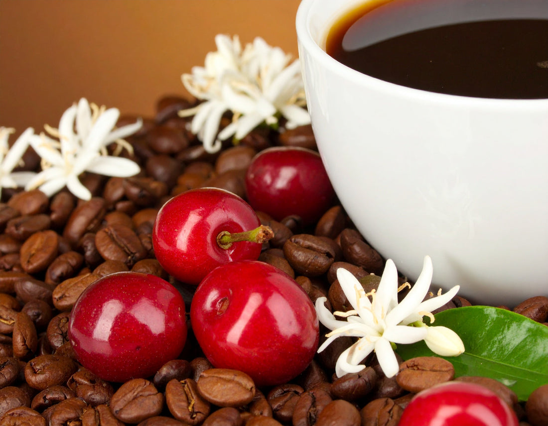From Seed to Cup: The Journey of a Coffee Bean