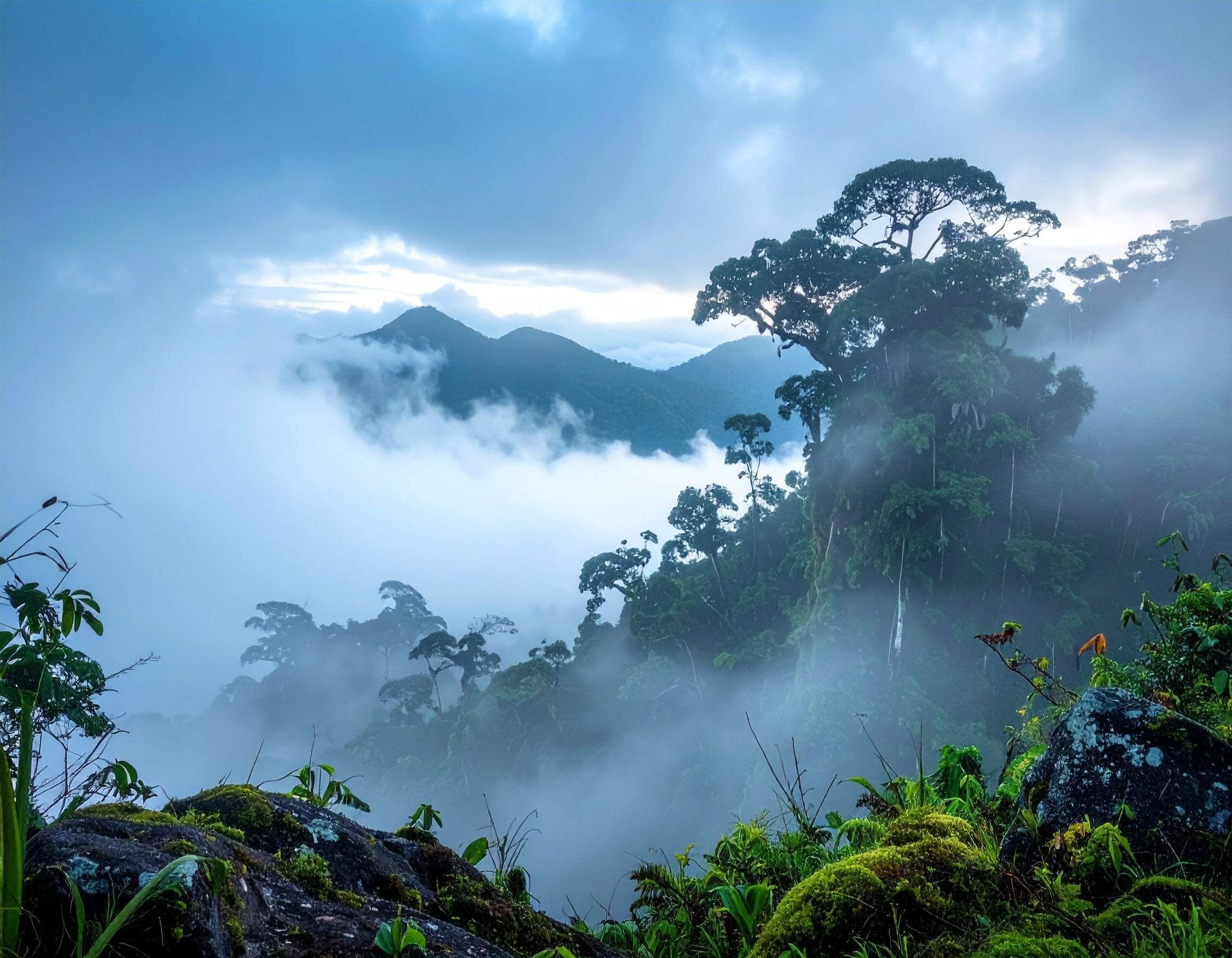 Misty mountain landscape with trees and clouds. Single Origin Club.