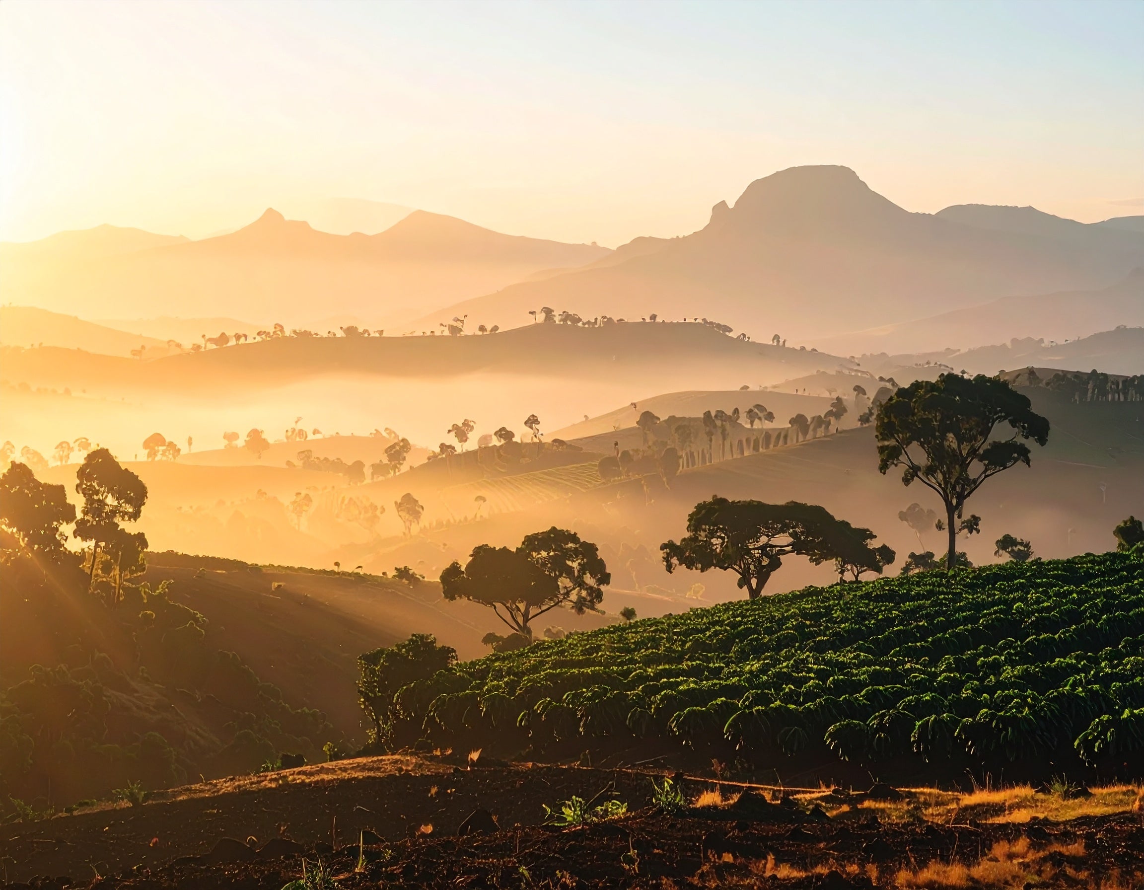 Hilly landscape with trees and mountains at sunset. Single Origin Club.